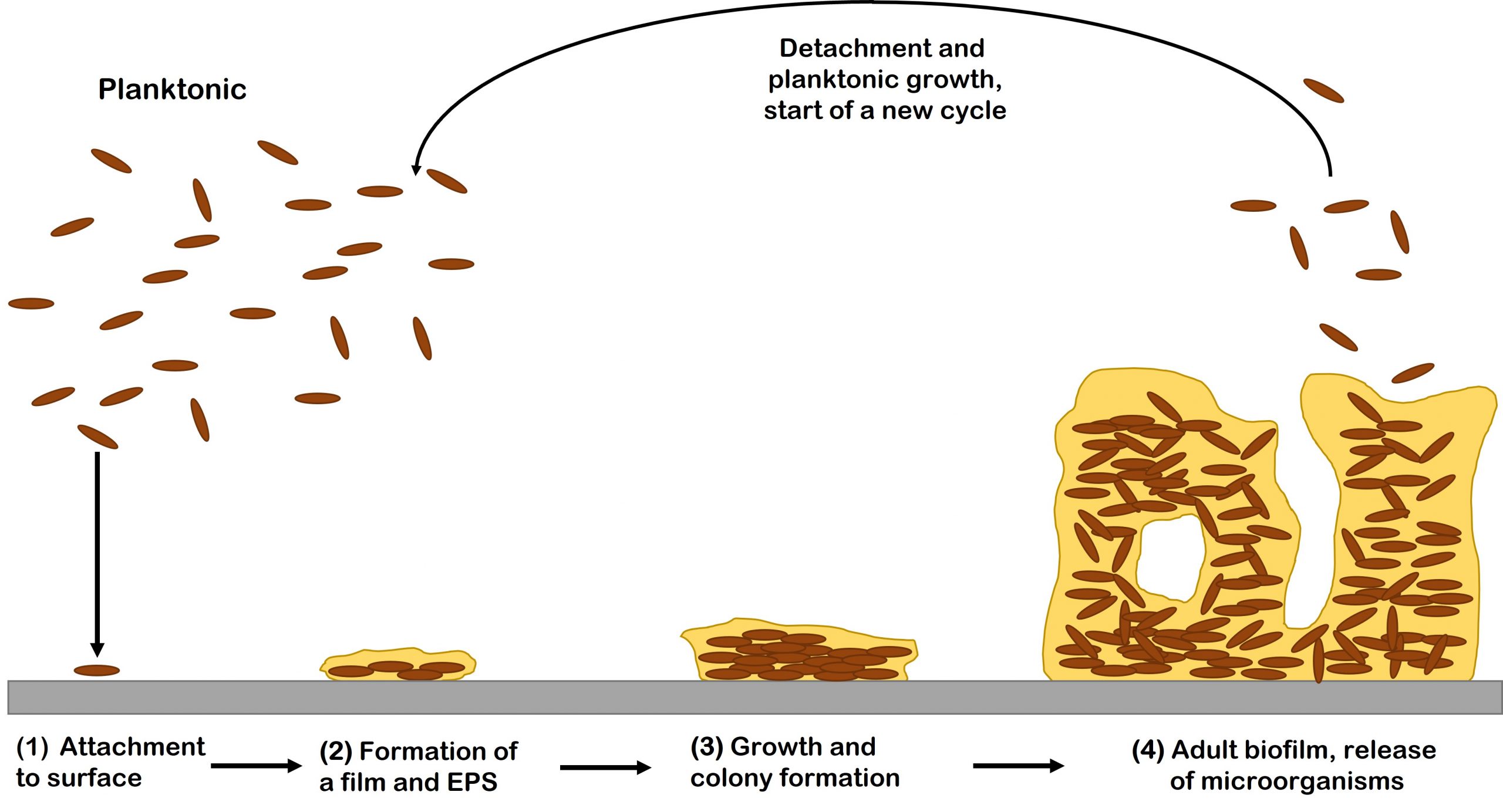 Formation and structure of biofilms