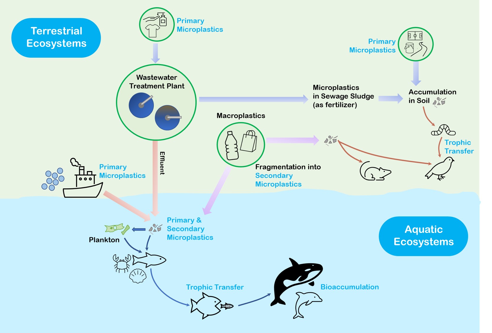 Simplified microplastic entry pathways and uptake points in terrestrial and aquatic environments. © Wasser 3.0.