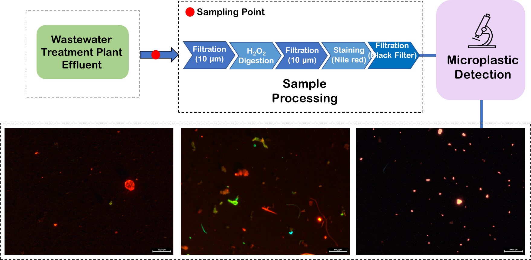 Overview of the sampling process and examples of resulting fluorescent images used for the automated microplastic particle counting. 