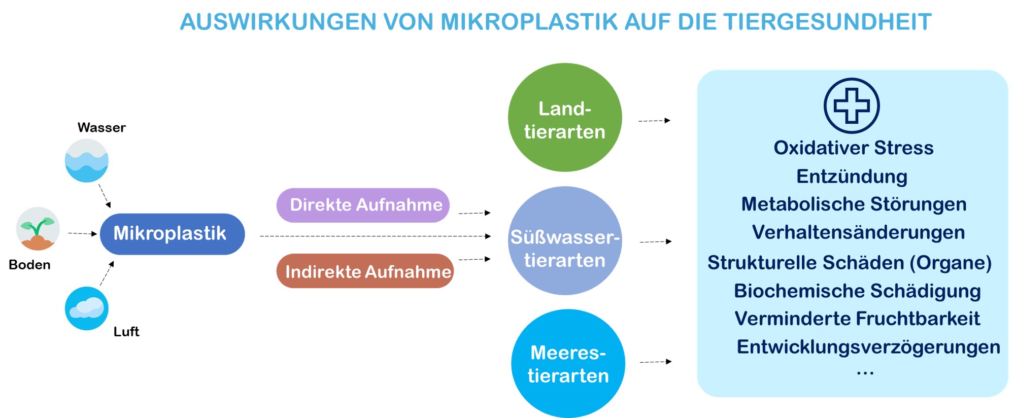 Überblick über die Wege, die Aufnahme und die Auswirkungen von Mikroplastik auf terrestrische und aquatische Arten. © Wasser 3.0.