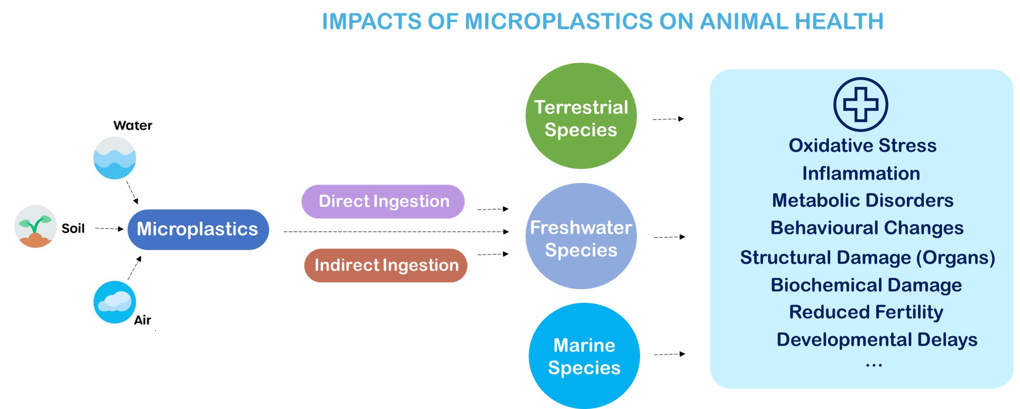 Overview of microplastic pathways, uptake, and impacts on terrestrial and aquatic species. © Wasser 3.0.