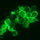 Polyethylen grüne Fluoreszenz: Mikroplastik detektieren kann so einfach und kostengünstig sein