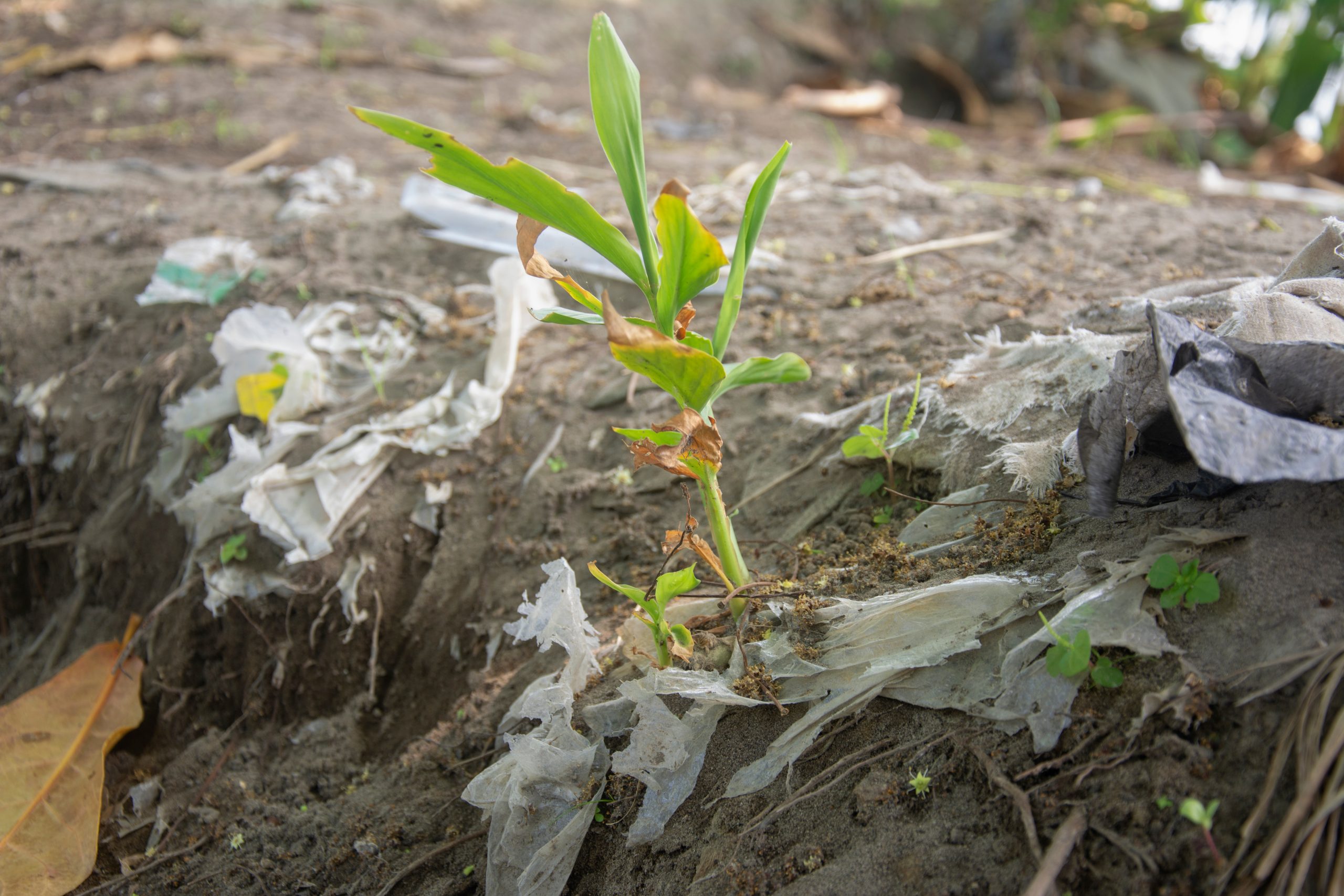 Pflanze wächst auf Mikroplastik-verseuchtem Boden