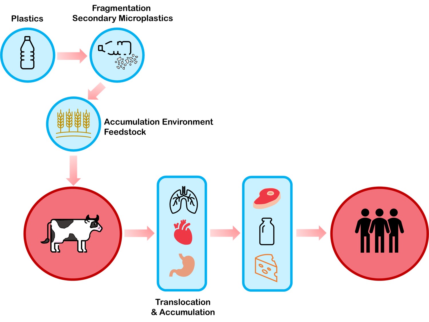 Uptake and transfer of microplastics from farmed animal products. © Wasser  3.0.