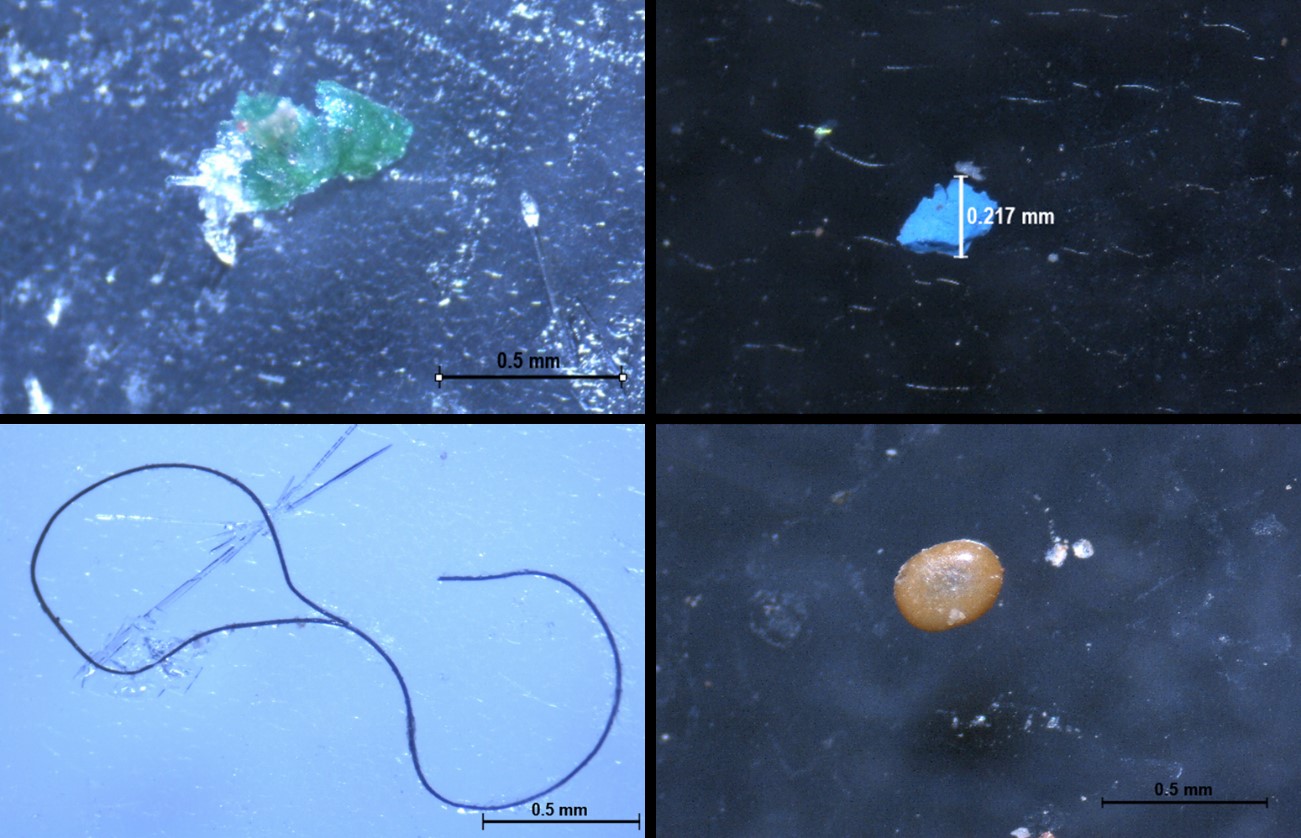 Mikroplastikdetektion: Hier Mikroplastik aus Meerwasserproben