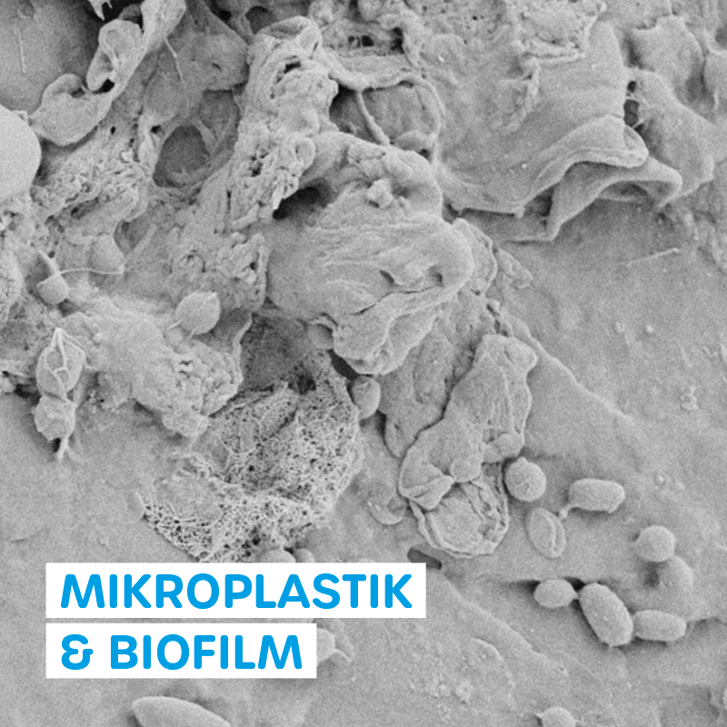 Mikroplastik und Biofilm