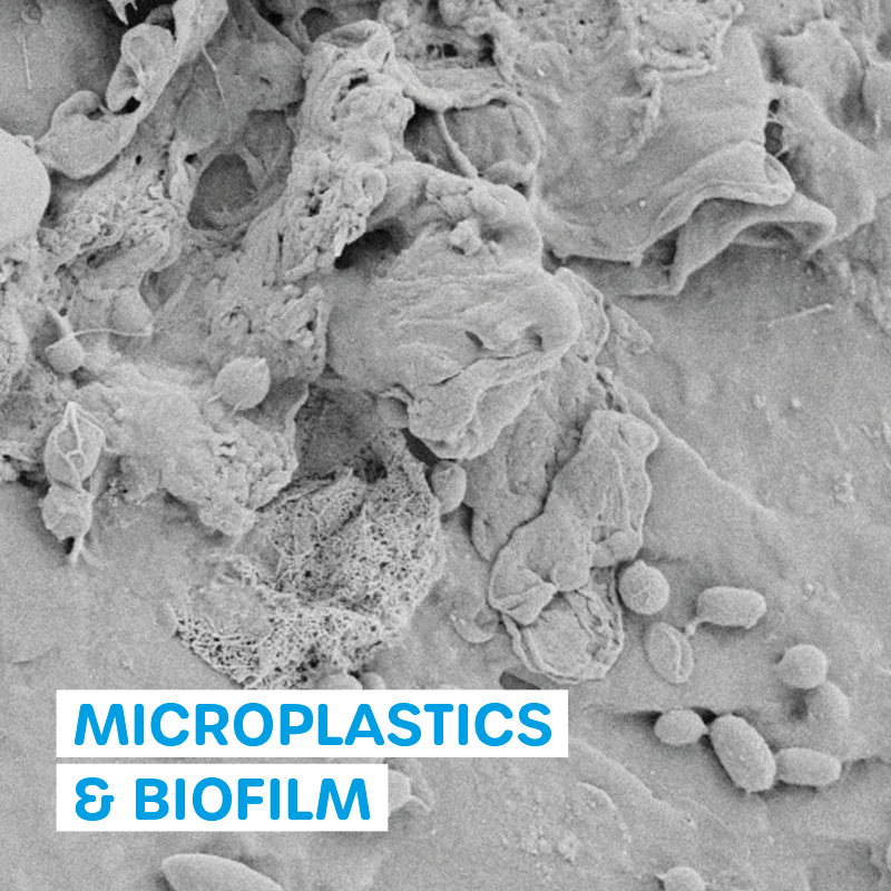 Microplastics and Biofilm