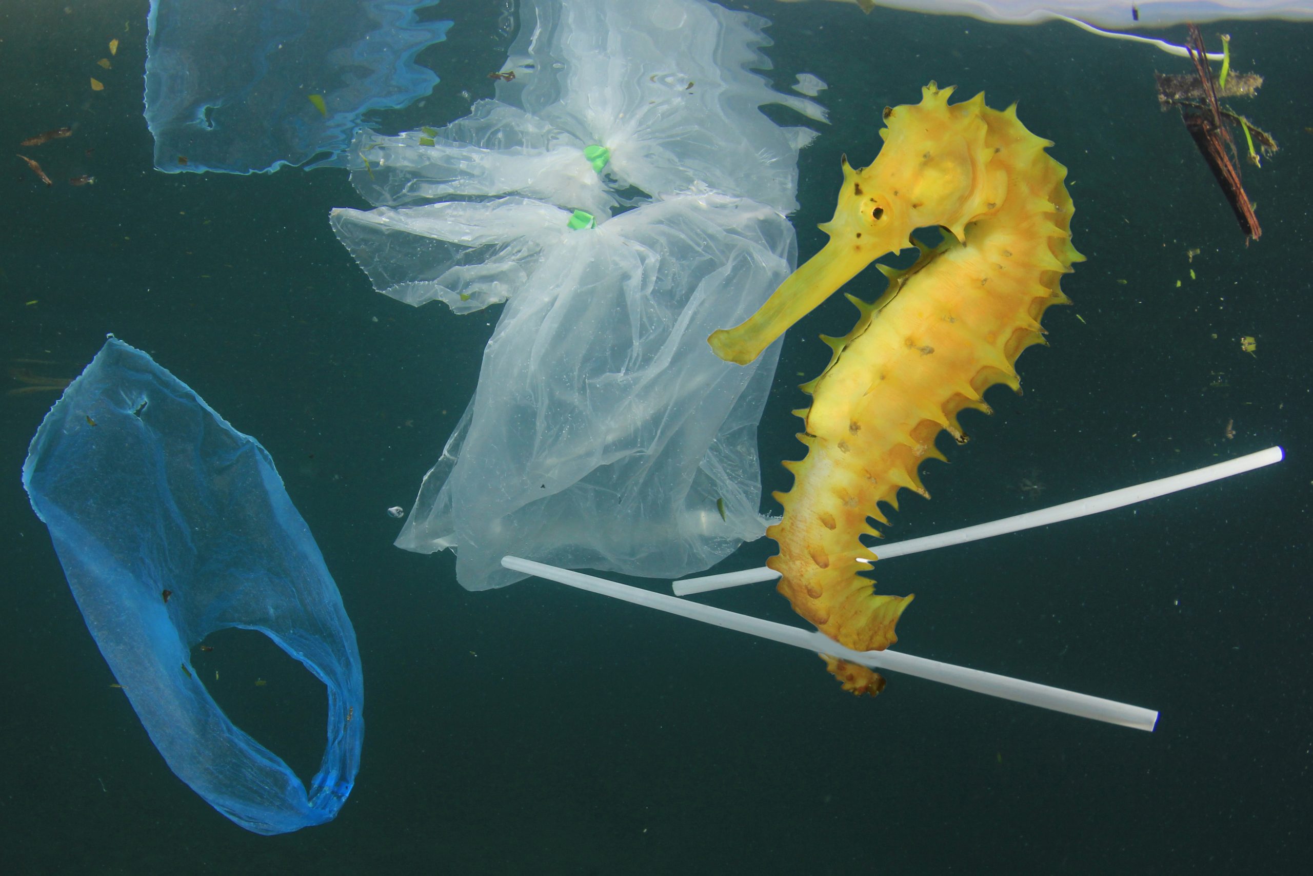 Seepferdchen im Wasser, das einen Plastikhalm umklammert und umgeben ist von Plastikfolien und anderem Müll